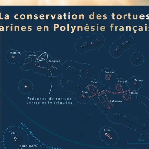 La conservation des tortues marines en Polynésie française